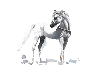 Balnco Stallion Horse Artwork